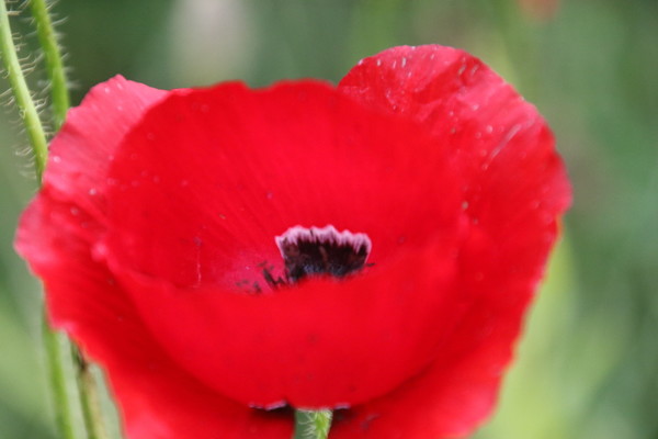 photo of Common Poppy