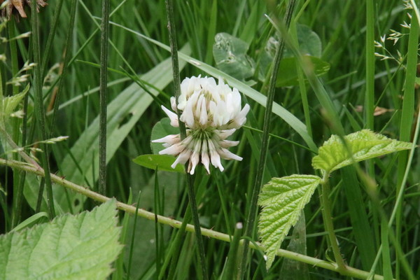 photo of White Clover