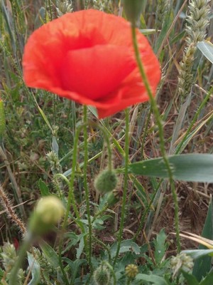 photo of Common Poppy