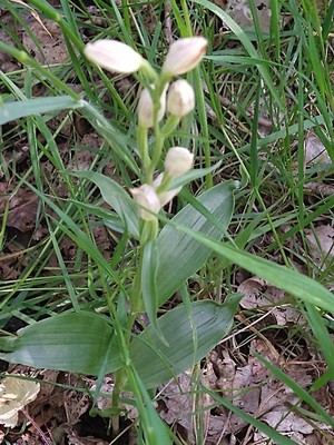 photo of White Helleborine