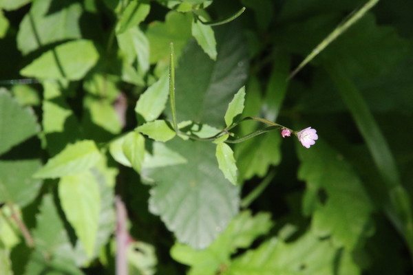photo of Broad Leaved Willowherb