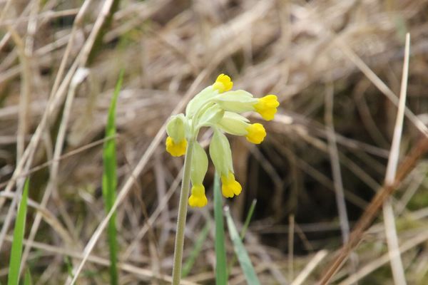 photo of Cowslip