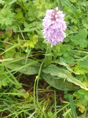 photo of Common Spotted Orchid