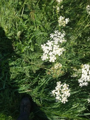 photo of Cow Parsley