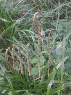 photo of Pendulous Sedge