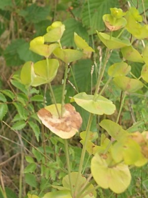 photo of Wood Spurge