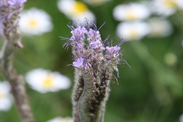 photo of Phacelia