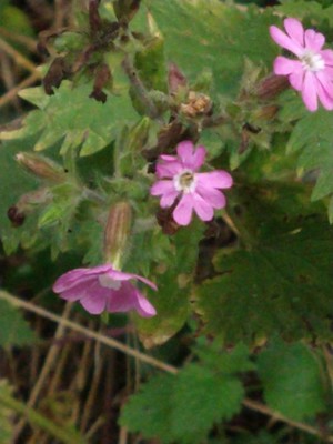 photo of Red Campion