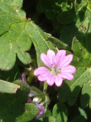 photo of Dove's Foot Crane's Bill