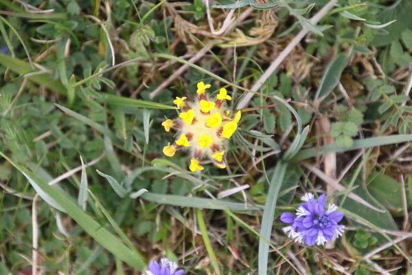 photo of Kidney Vetch