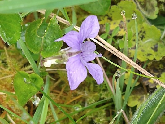 photo of Early Dog Violet