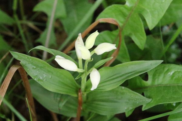 photo of White Helleborine