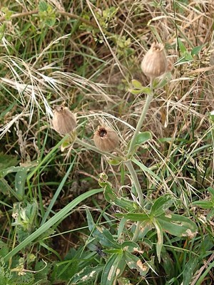 photo of White Campion