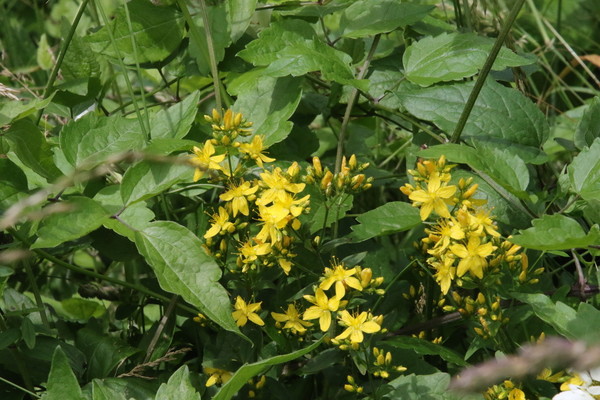 photo of Hairy St John's Wort