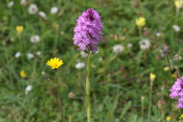 photo of Pyramidal Orchid