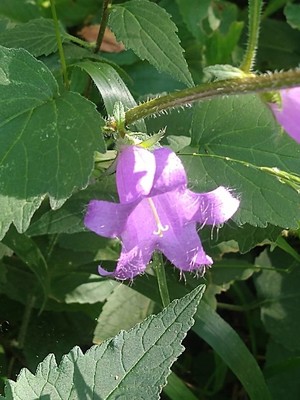 photo of Nettle Leaved Bellflower