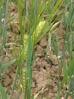 photo of Barley