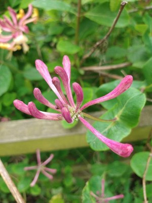 photo of Etruscan Honeysuckle