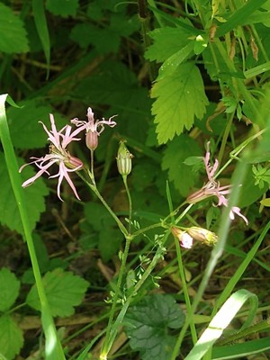 photo of Ragged Robin