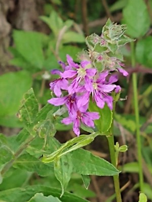 photo of Purple Loosestrife
