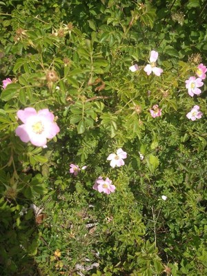 photo of Sweet Briar