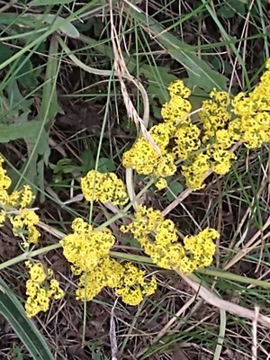 photo of Lady's Bedstraw