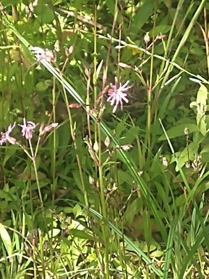 photo of Ragged Robin