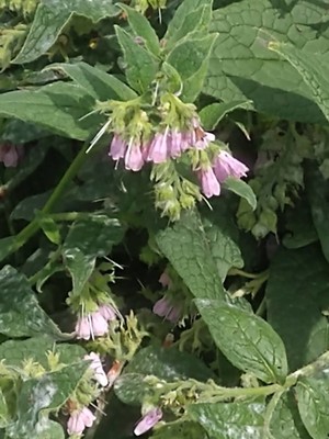 photo of Common Comfrey