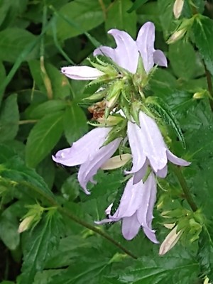 photo of Nettle Leaved Bellflower