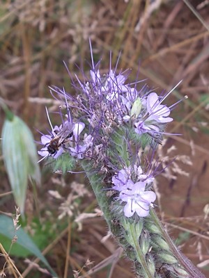 photo of Phacelia