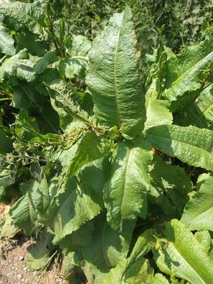 photo of Broad Leaved Dock