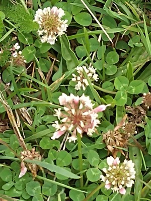photo of White Clover