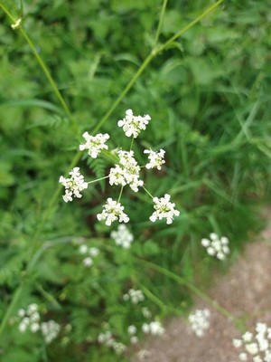 photo of Cow Parsley
