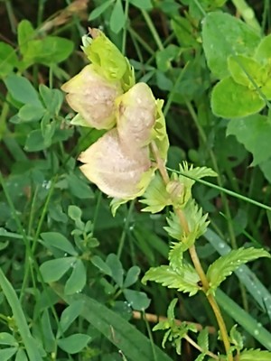 photo of Yellow Rattle