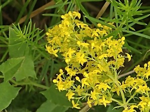 photo of Lady's Bedstraw