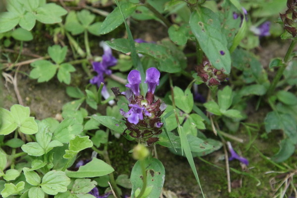 photo of Selfheal
