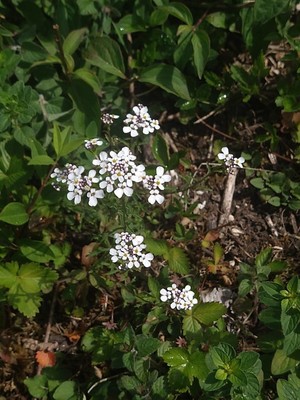 photo of Wild Candytuft