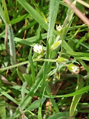 photo of Common Mouse Ear