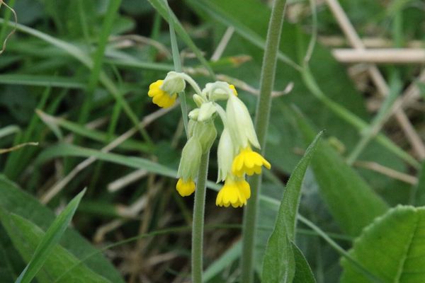 photo of Cowslip
