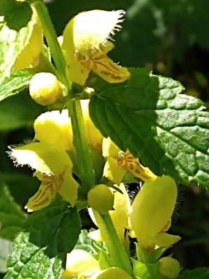photo of Yellow Archangel