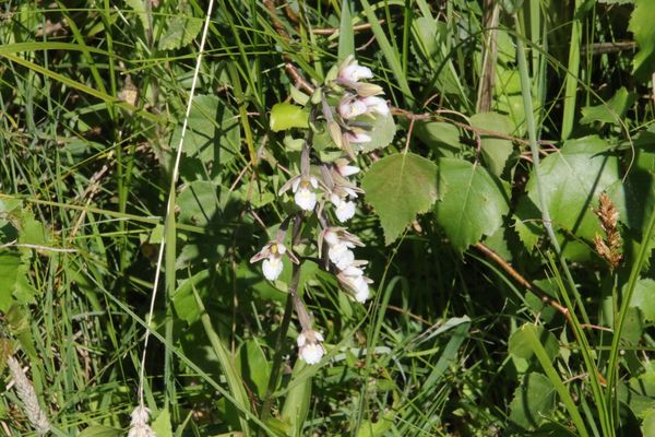 photo of Marsh Helleborine