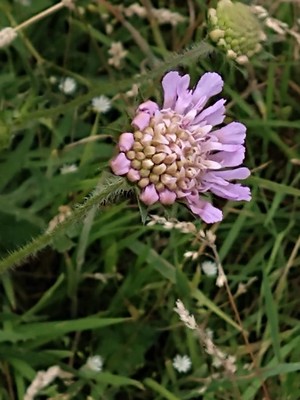 photo of Field Scabious