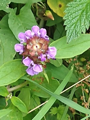 photo of Selfheal