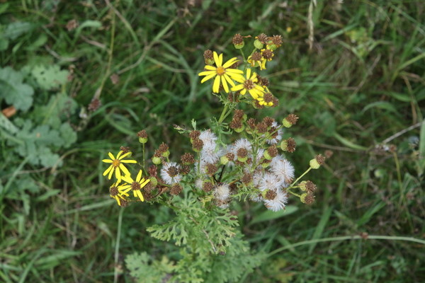 photo of Hoary Ragwort