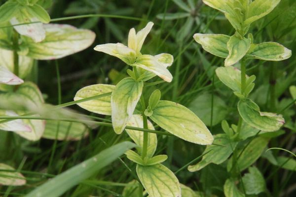 photo of Square Stalked St John's Wort