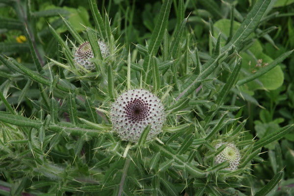 photo of Woolly Thistle