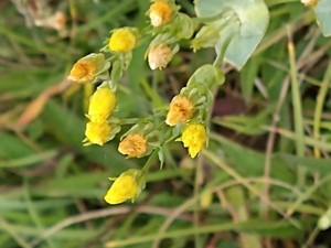 photo of Yellow Wort