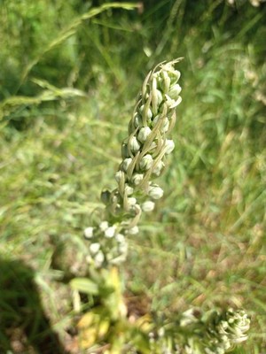 photo of Lizard Orchid