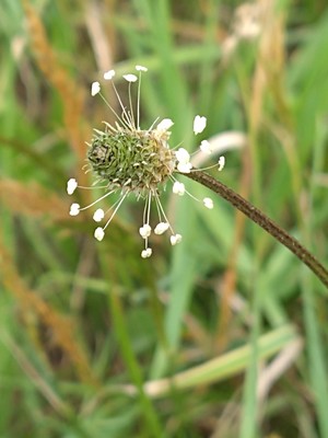 photo of Ribwort Plantain