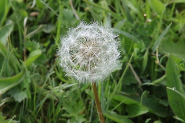 photo of Dandelion